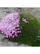 Habszegfű / SILENE acaulis 