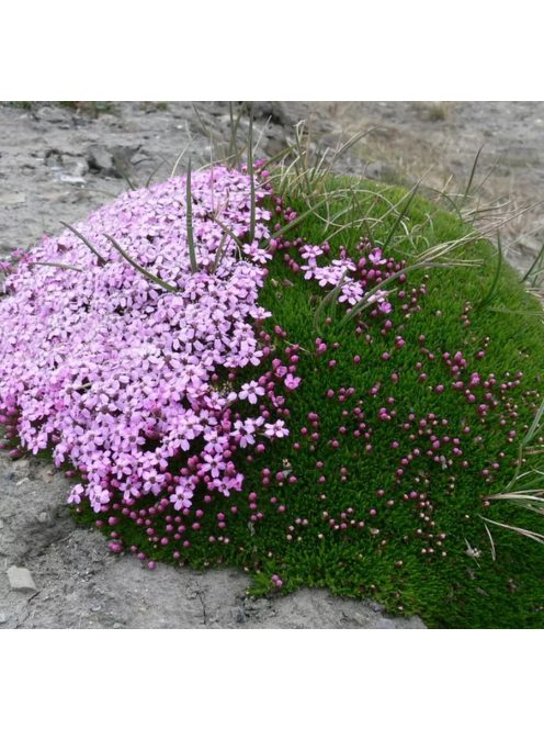 Habszegfű / SILENE acaulis 