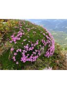 Habszegfű / SILENE acaulis 