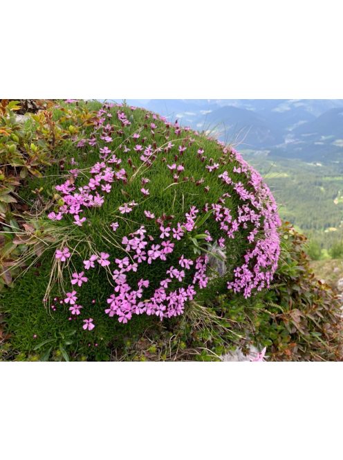 Habszegfű / SILENE acaulis 