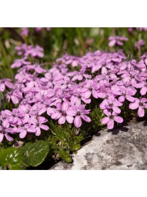Habszegfű / SILENE acaulis 