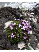 Habszegfű / SILENE acaulis 