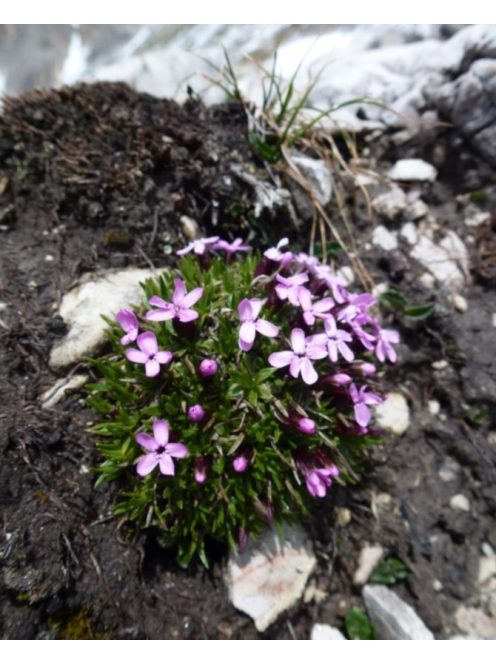 Habszegfű / SILENE acaulis 