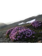 Habszegfű / SILENE acaulis 