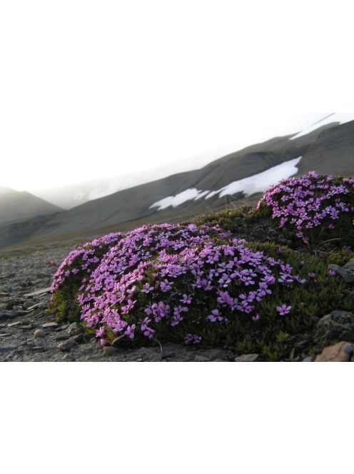 Habszegfű / SILENE acaulis 