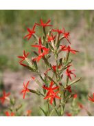 Habszegfű / SILENE regia 