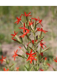 Habszegfű / SILENE regia 