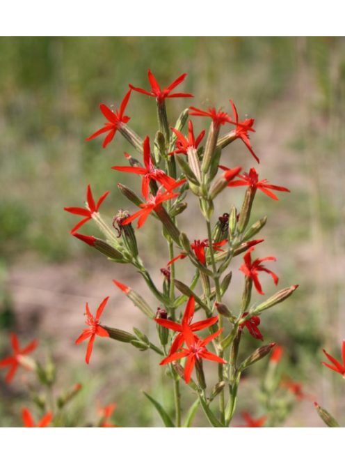 Habszegfű / SILENE regia 