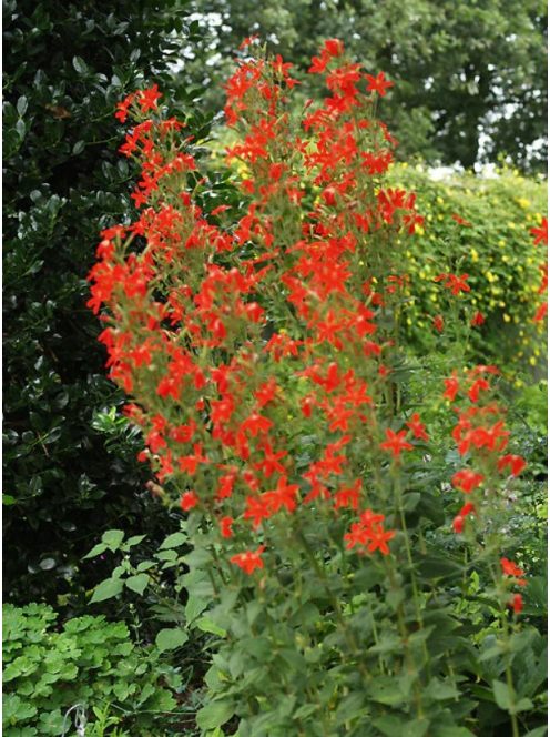 Habszegfű / SILENE regia 