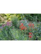 Habszegfű / SILENE regia 