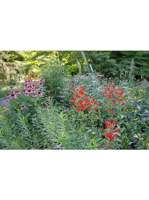 Habszegfű / SILENE regia 