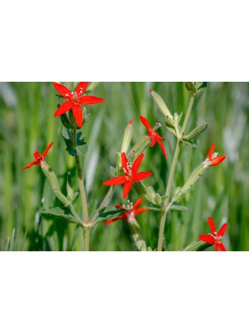 Habszegfű / SILENE regia 