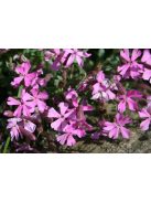 Őszi habszegfű / SILENE schafta 'Splendens'