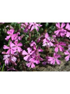 Őszi habszegfű / SILENE schafta 'Splendens'
