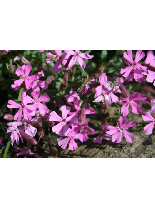 Őszi habszegfű / SILENE schafta 'Splendens'