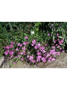 Őszi habszegfű / SILENE schafta 'Splendens'