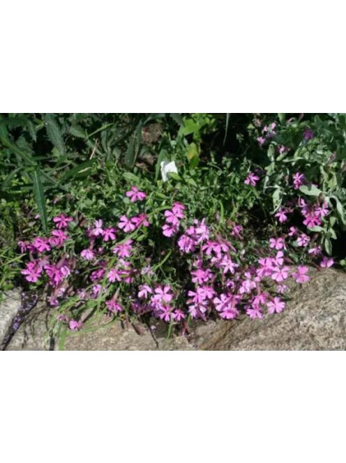 Őszi habszegfű / SILENE schafta 'Splendens'