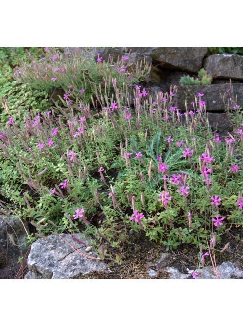 Őszi habszegfű / SILENE schafta 'Splendens'