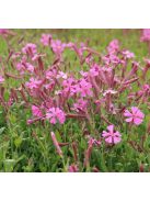Őszi habszegfű / SILENE schafta 'Splendens'