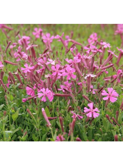 Őszi habszegfű / SILENE schafta 'Splendens'