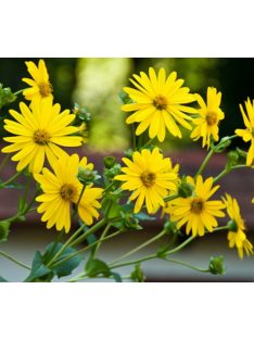 Csészekóró / SILPHIUM perfoliatum 