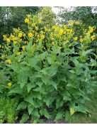 Csészekóró / SILPHIUM perfoliatum 