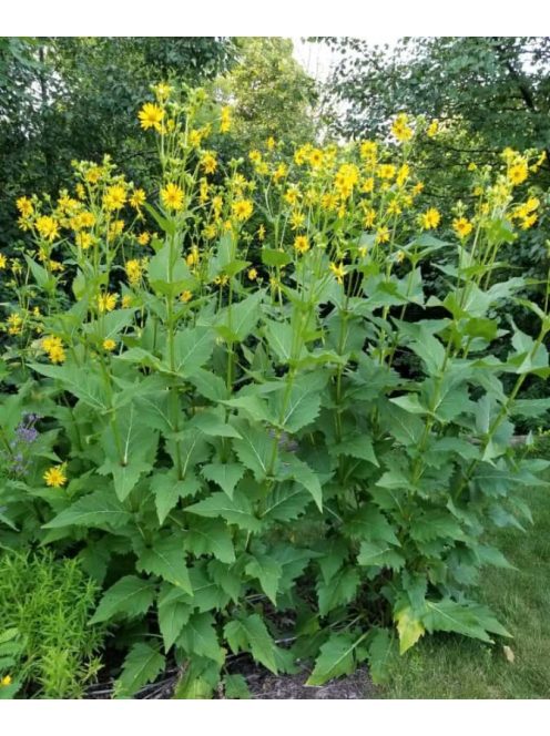 Csészekóró / SILPHIUM perfoliatum 