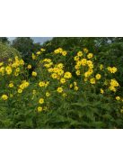 Csészekóró / SILPHIUM perfoliatum 