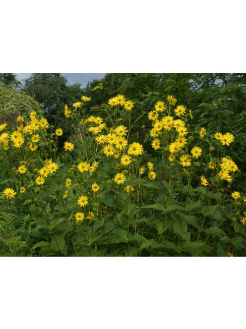 Csészekóró / SILPHIUM perfoliatum 