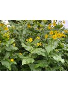 Csészekóró / SILPHIUM perfoliatum 