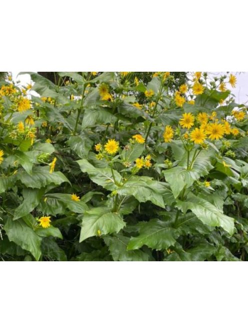 Csészekóró / SILPHIUM perfoliatum 