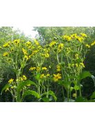 Csészekóró / SILPHIUM perfoliatum 