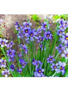 Keskenylevelű sásbokor / SISYRINCHIUM angustifolium 