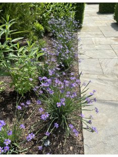 Keskenylevelű sásbokor / SISYRINCHIUM angustifolium 
