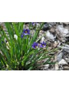 Keskenylevelű sásbokor / SISYRINCHIUM angustifolium 