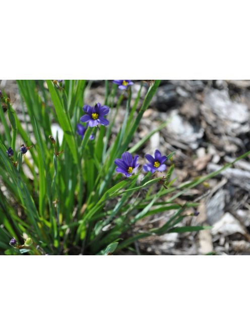 Keskenylevelű sásbokor / SISYRINCHIUM angustifolium 