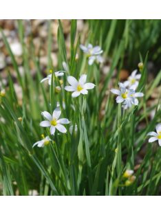   Keskenylevelű sásbokor / SISYRINCHIUM angustifolium f. album 