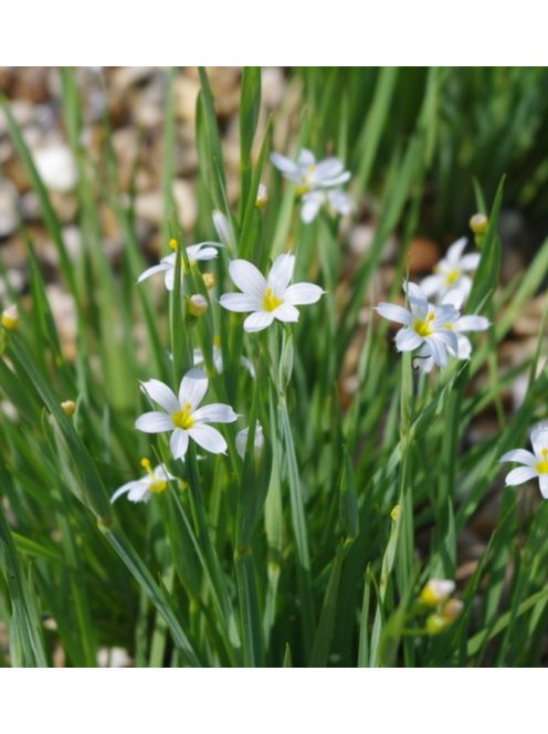 Keskenylevelű sásbokor / SISYRINCHIUM angustifolium f. album 