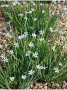 Keskenylevelű sásbokor / SISYRINCHIUM angustifolium f. album 