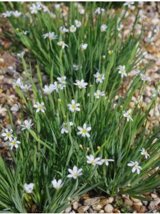   Keskenylevelű sásbokor / SISYRINCHIUM angustifolium f. album 