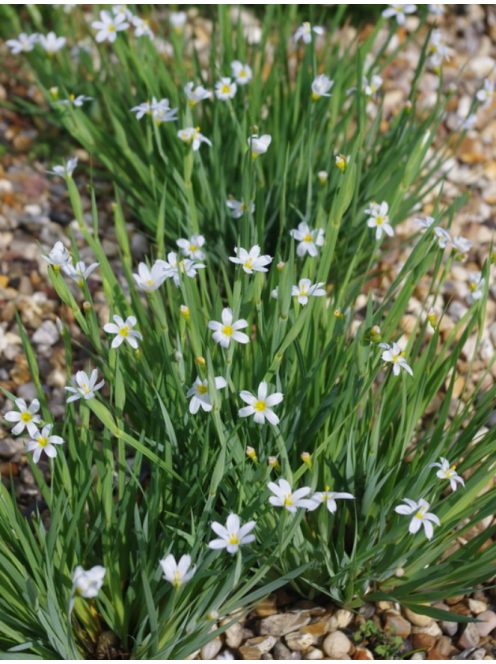 Keskenylevelű sásbokor / SISYRINCHIUM angustifolium f. album 