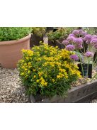 Aranyvessző / SOLIDAGO cutleri 