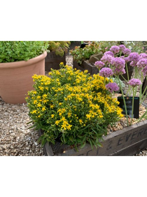 Aranyvessző / SOLIDAGO cutleri 