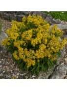 Aranyvessző / SOLIDAGO cutleri 
