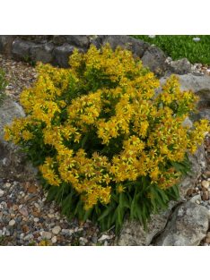 Aranyvessző / SOLIDAGO cutleri 