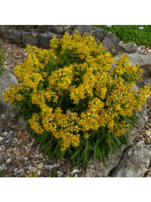 Aranyvessző / SOLIDAGO cutleri 