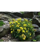 Aranyvessző / SOLIDAGO cutleri 