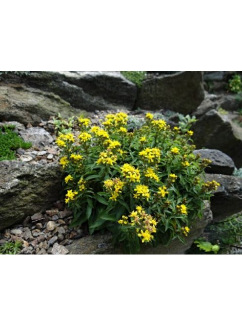 Aranyvessző / SOLIDAGO cutleri 