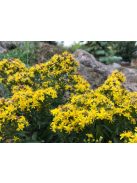 Aranyvessző / SOLIDAGO cutleri 