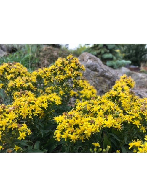 Aranyvessző / SOLIDAGO cutleri 